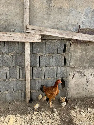 دجاج باكستاني 1