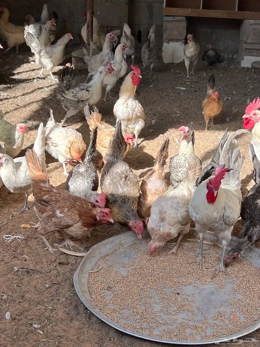 دجاج بياض مشكل عربي فيومي تركي 2