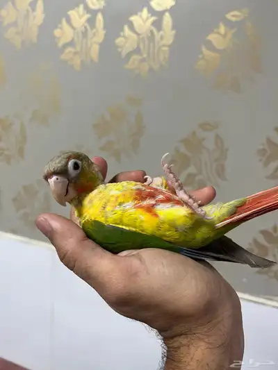 ببغاء كنيور وليف جدا 1