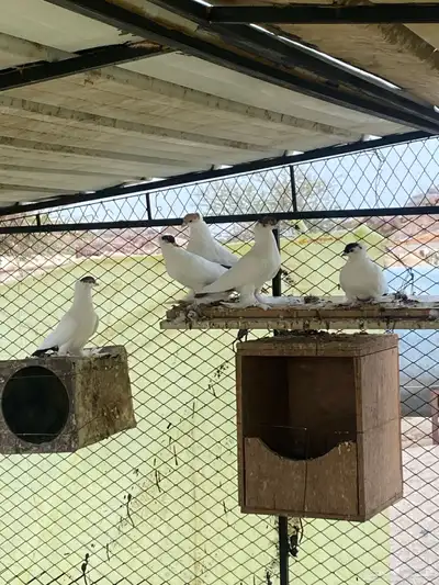 حمام لبيع 2