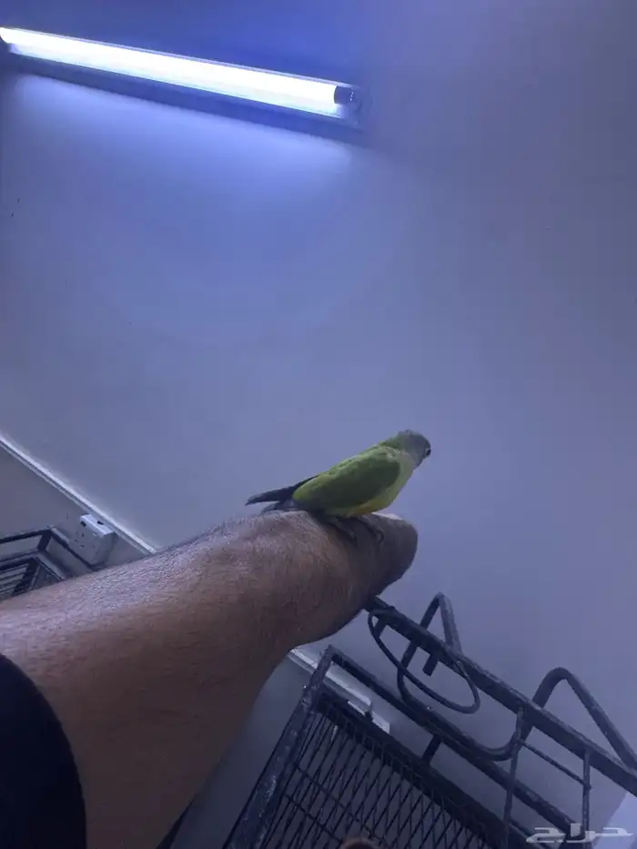 فرخ كنيور هدد. (تم البيع) 10