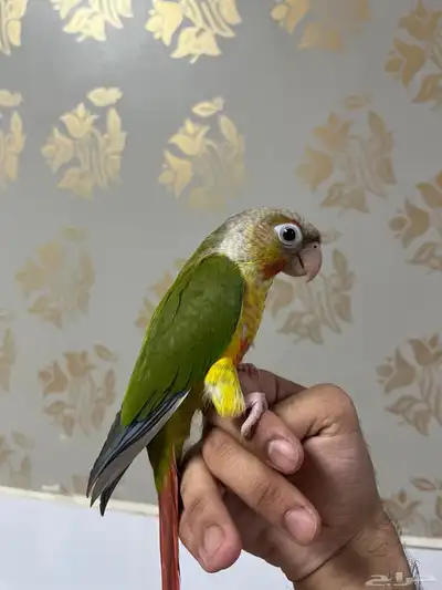 ببغاء كنيور وليف جدا 2