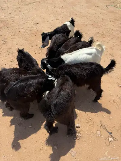 تيوس ذبائح 1