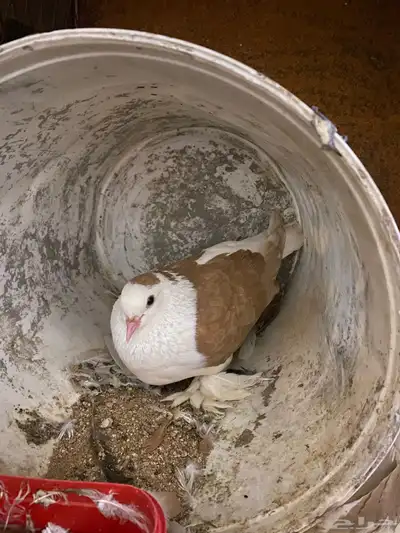 حمام جوز للبيع وسمان جوز للبيع 1