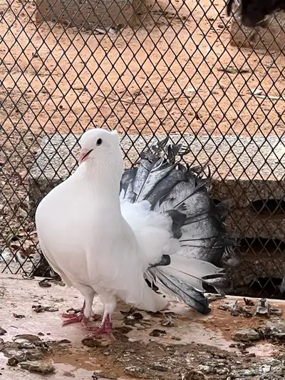 اجواز حمام جمله 0