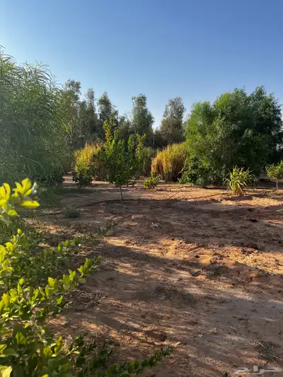 مزرعة صيد للايجار الخوير 3