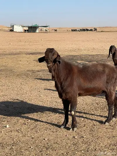 للبيع تيس شامي صنف جباره وشرط القريع 3