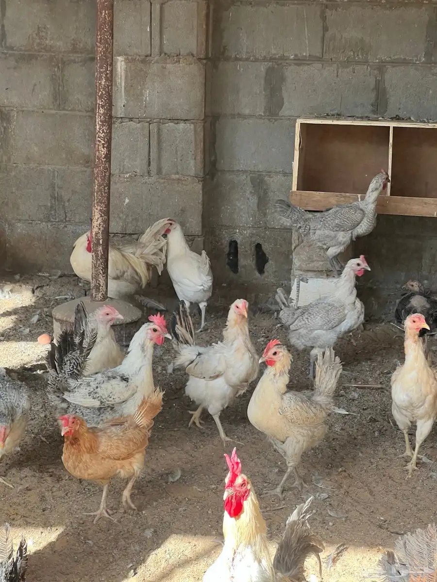 دجاج بياض مشكل عربي فيومي تركي 0