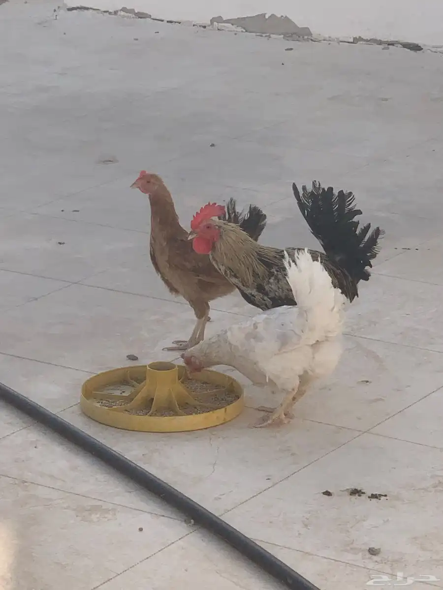ديك ودجاجتين من انتاجي 0