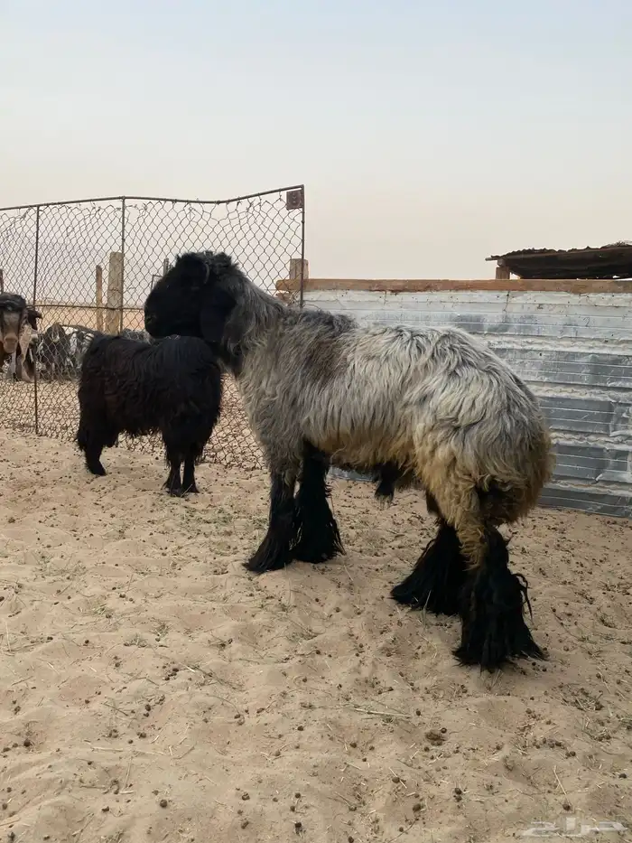 خروف عربي اشهب للبيع 1