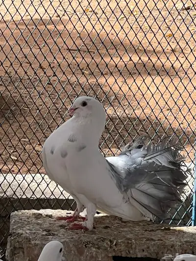 اجواز حمام جمله 1