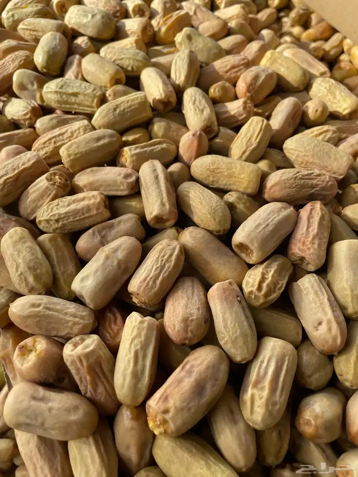 تمر متلبن ابيض ناشف 4