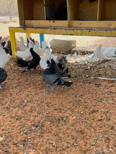 اجواز حمام جمله 6