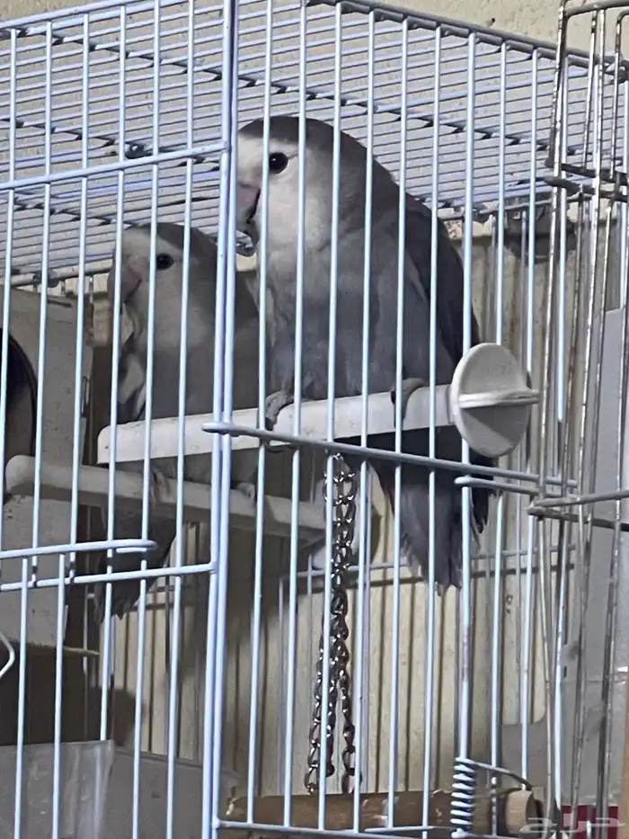 جوز روز   وذكر عيون حمر منتج 1