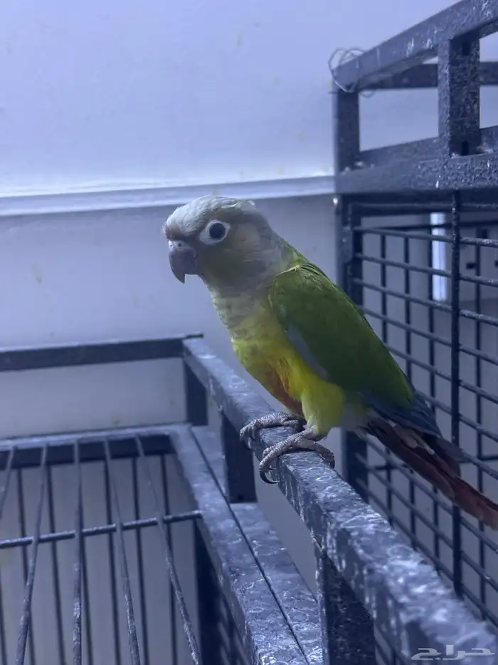 فرخ كنيور هدد. (تم البيع) 12