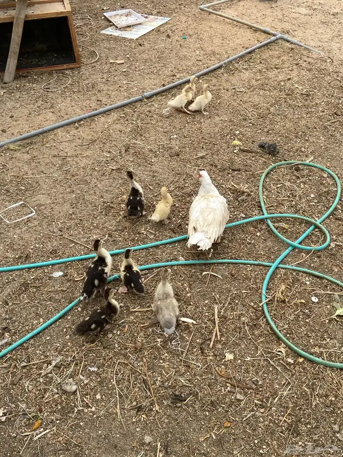 إعلان اليوم مكس متوفر حجل حبشي منتج وبط بكيني وبلدي ودجاج 0