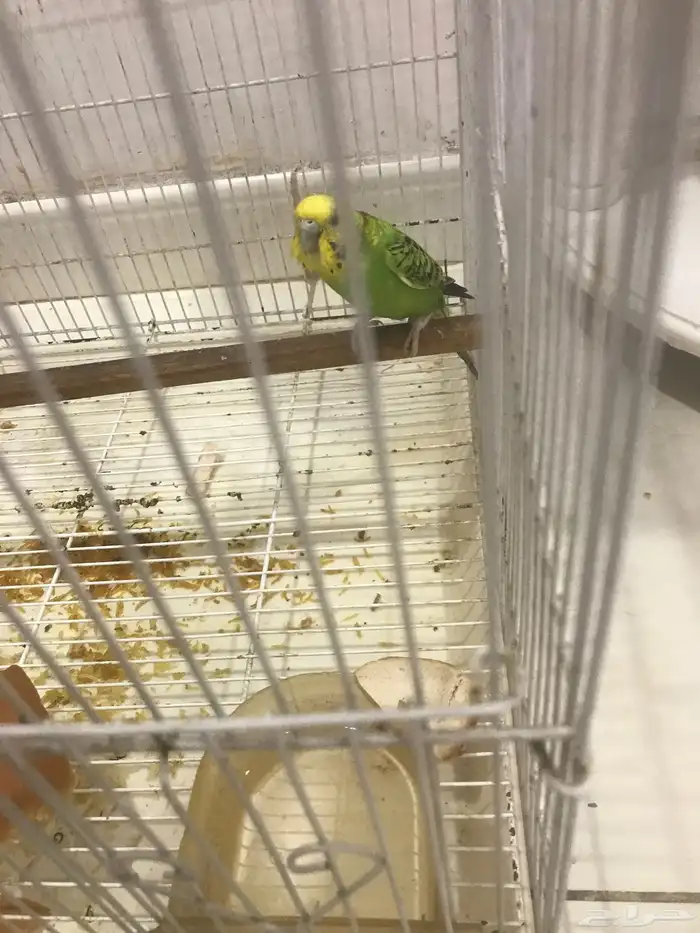 طير حب مع القفص 1