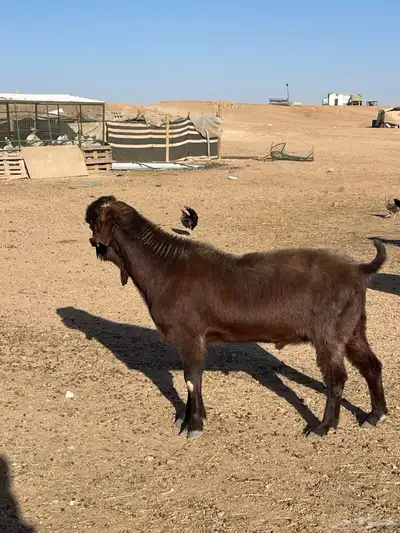 للبيع تيس شامي صنف جباره وشرط القريع 2