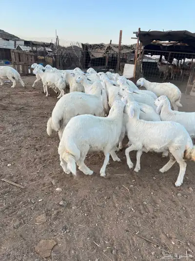 طليان سواكن للبيع 4