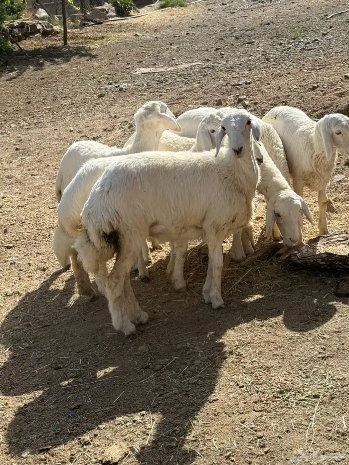 7 رخال فاخرة 0