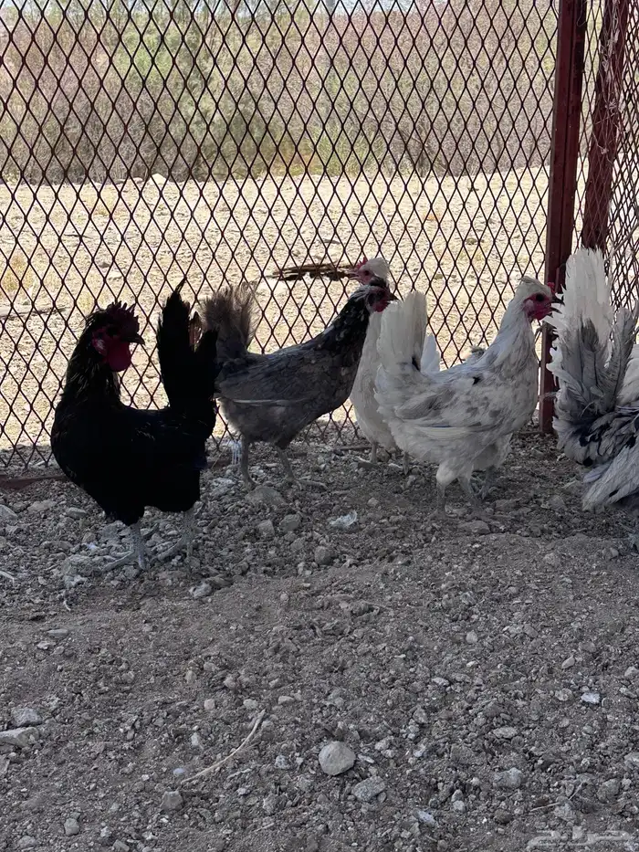 دجاج حباحب كويتي 2