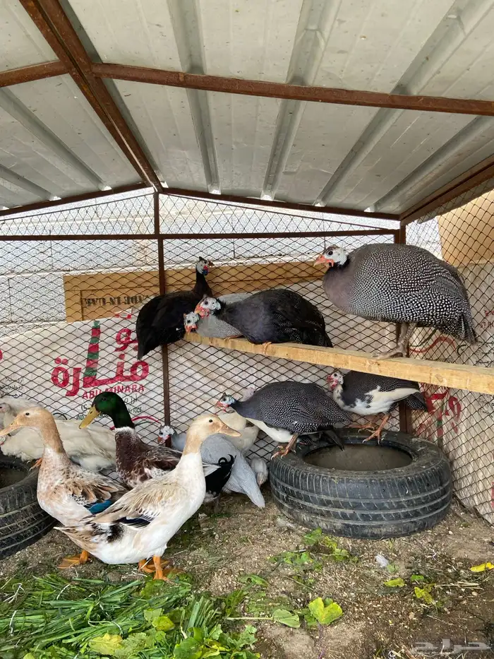 إعلان اليوم مكس متوفر حجل حبشي منتج وبط بكيني وبلدي ودجاج 4