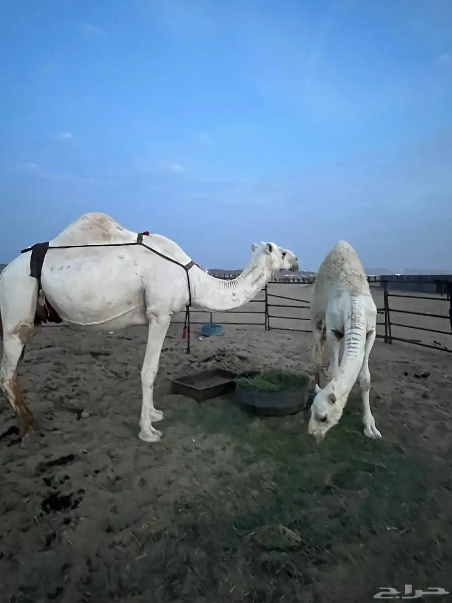 ناقه اعشراء تحتها قعود كفوو سنها ام ثالث 3