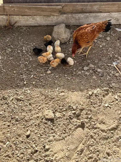 دجاج باكستاني 0