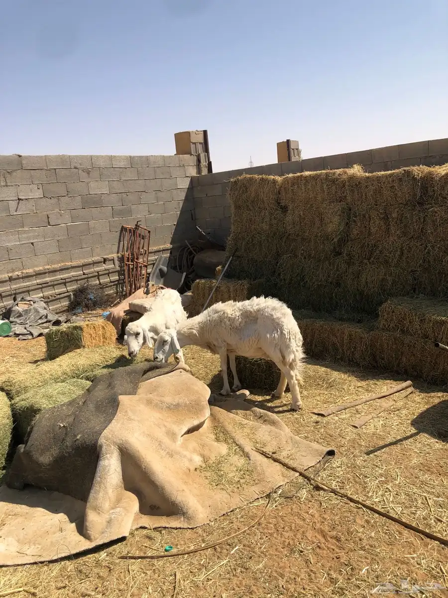 حريات شياه رباع وتامه 2