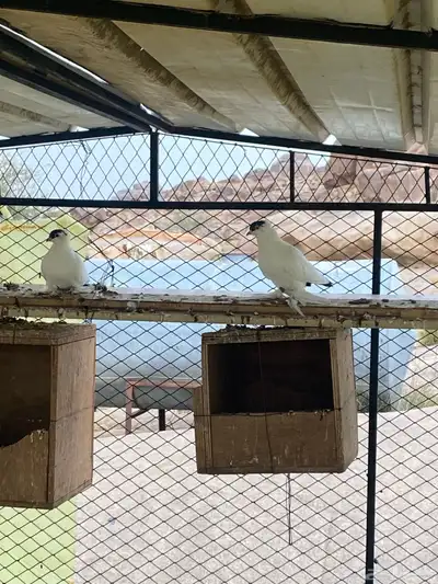 حمام لبيع 1