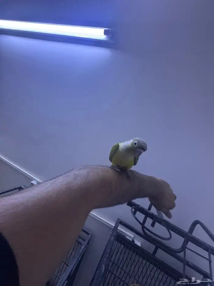 فرخ كنيور هدد. (تم البيع) 11