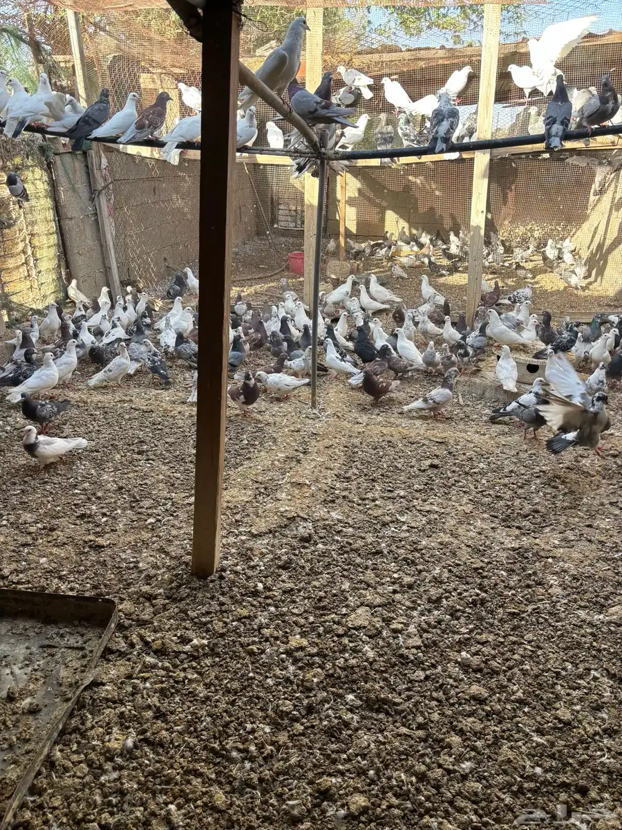 حمام انتاج ممتاز والعمر سنه ونص 150 جوز يزود 4