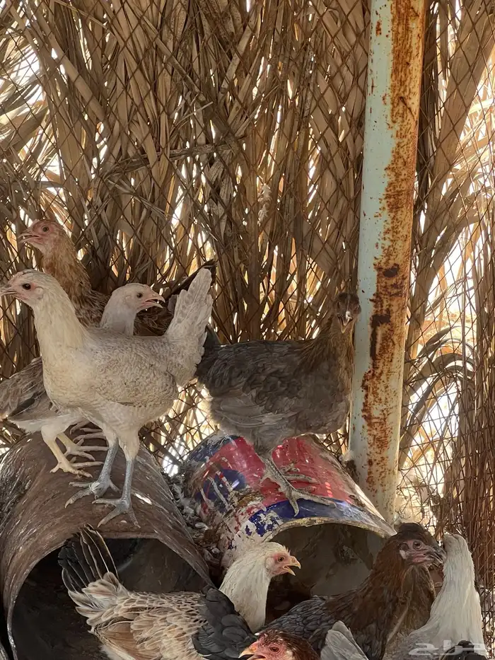 دجاج 3