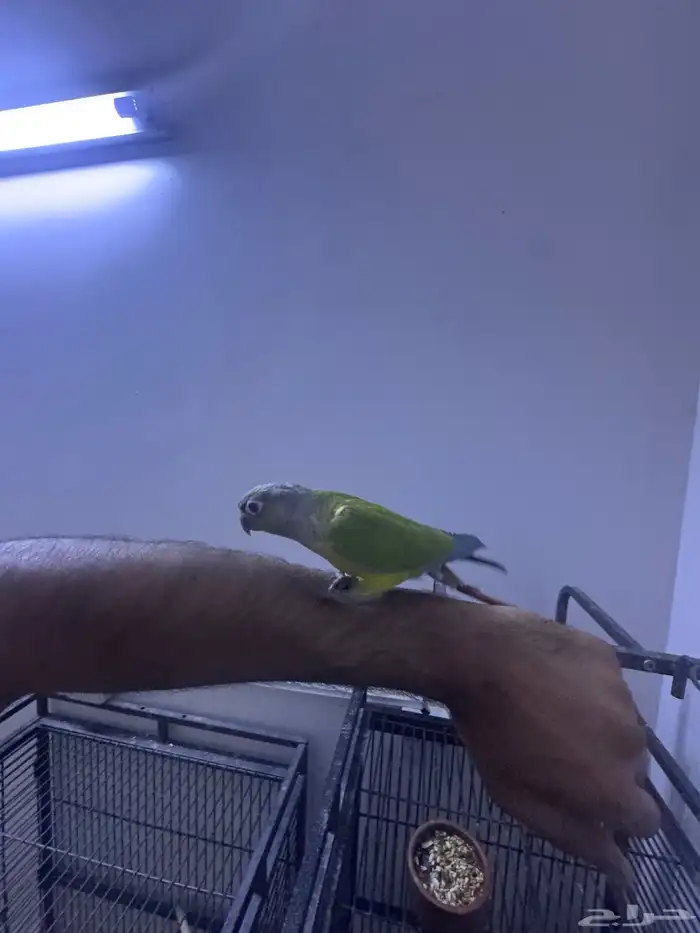 فرخ كنيور هدد. (تم البيع) 6