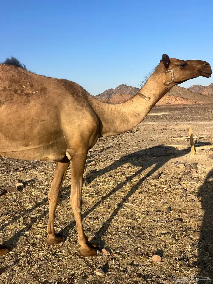 بكره ثنو تحتها بكره ب 10500 تم البيع 2