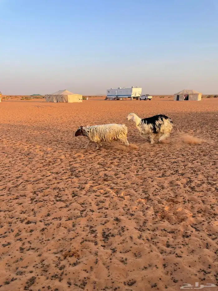 رخال ذبايح طيبه جذعه وثنية 0