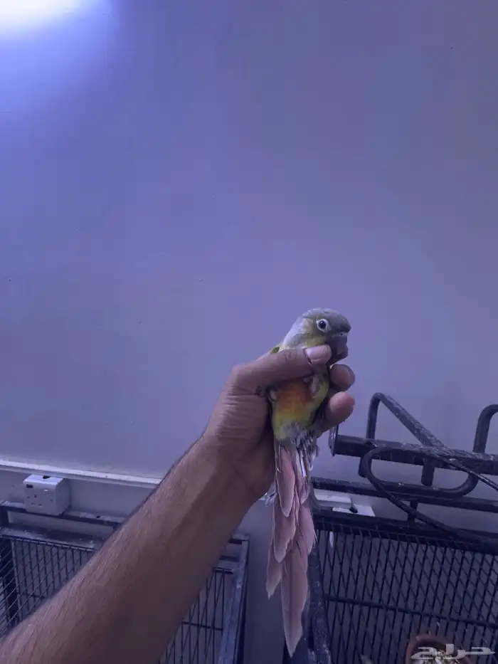 فرخ كنيور هدد. (تم البيع) 5