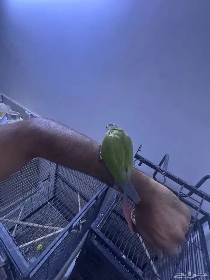 فرخ كنيور هدد. (تم البيع) 4