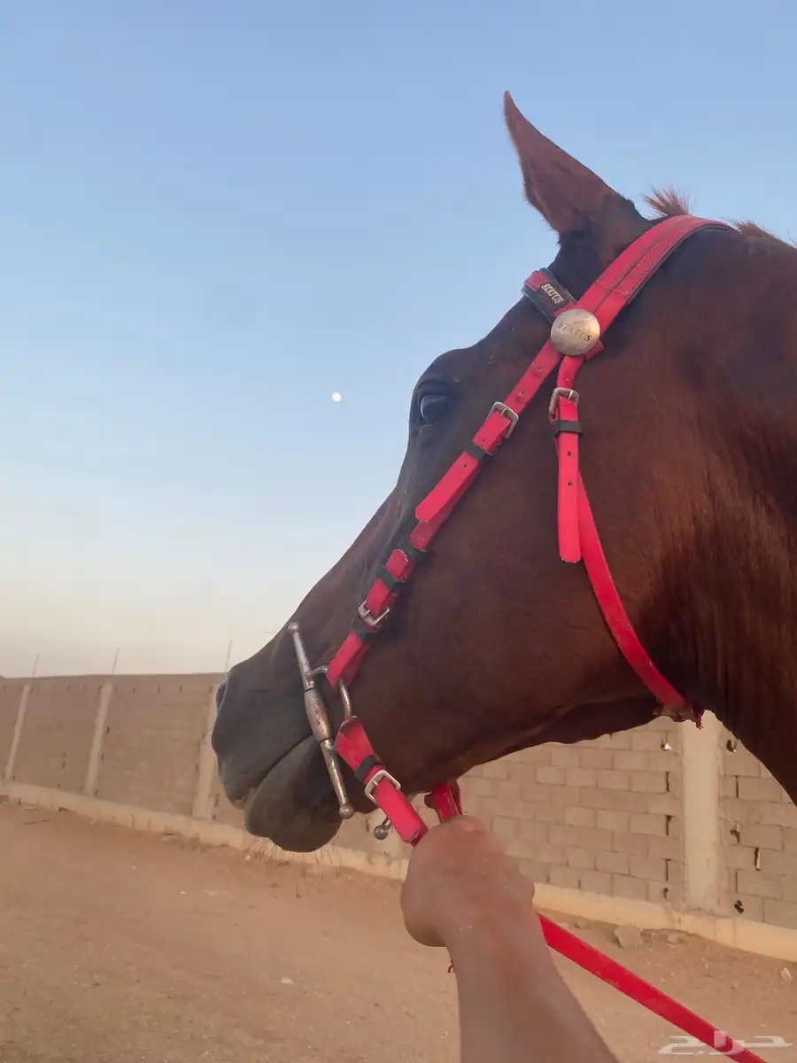 حصان انقليزي البيع حدي الصمل 1500 مره هذا حدي index