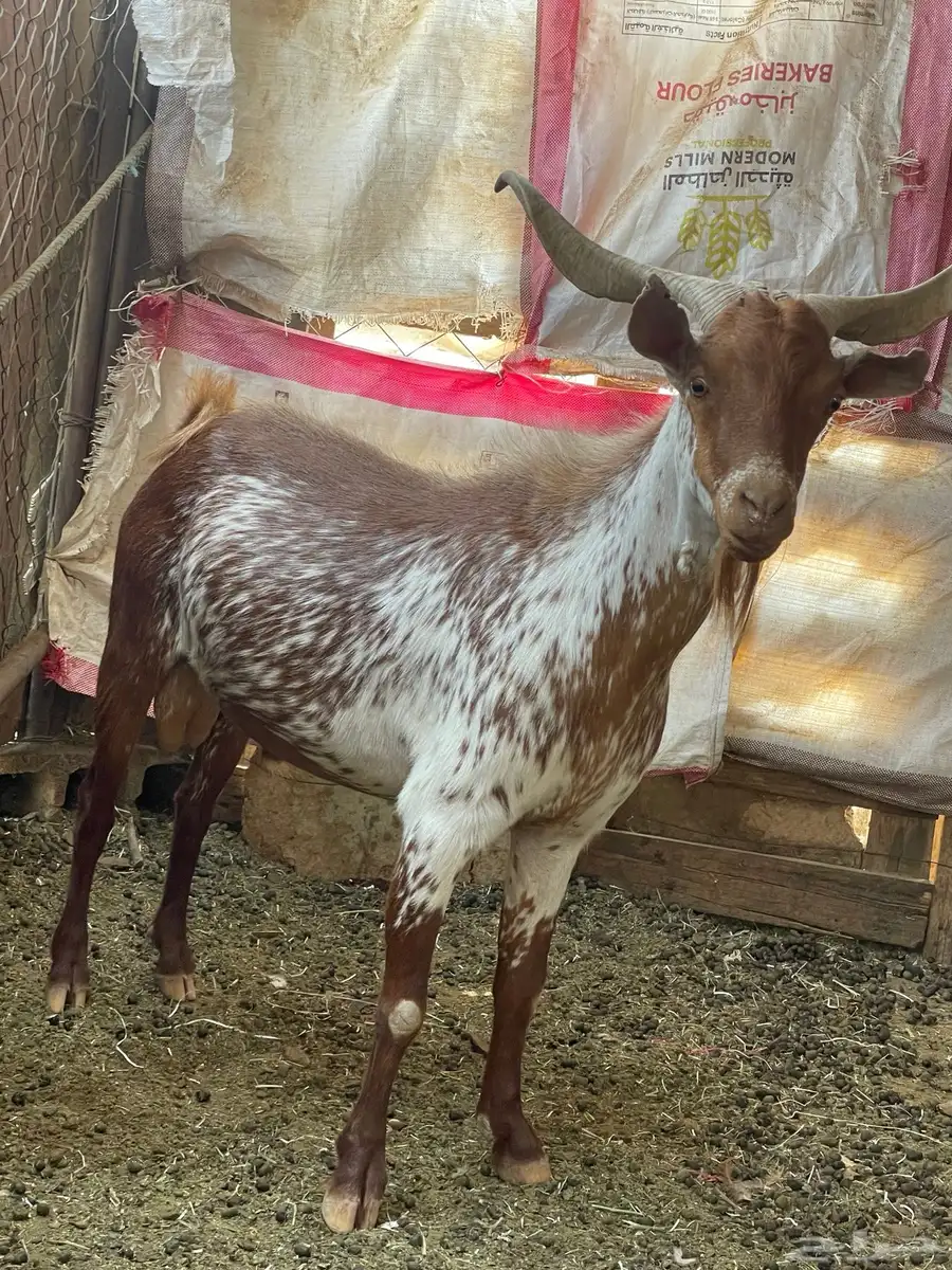 تيس أوشح يا رباع او سديس كفو شرط ضراب 2