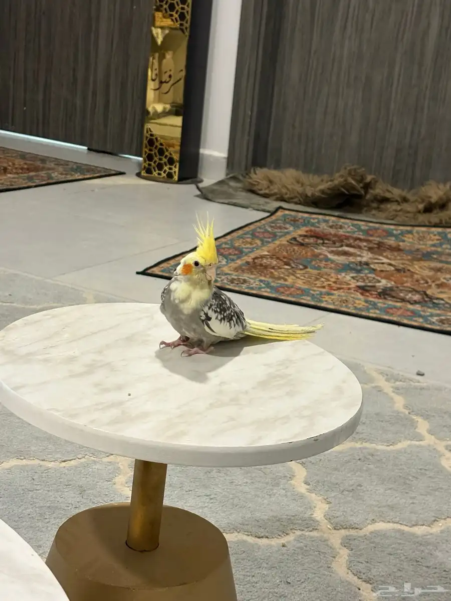 جوز كروان منتج 2