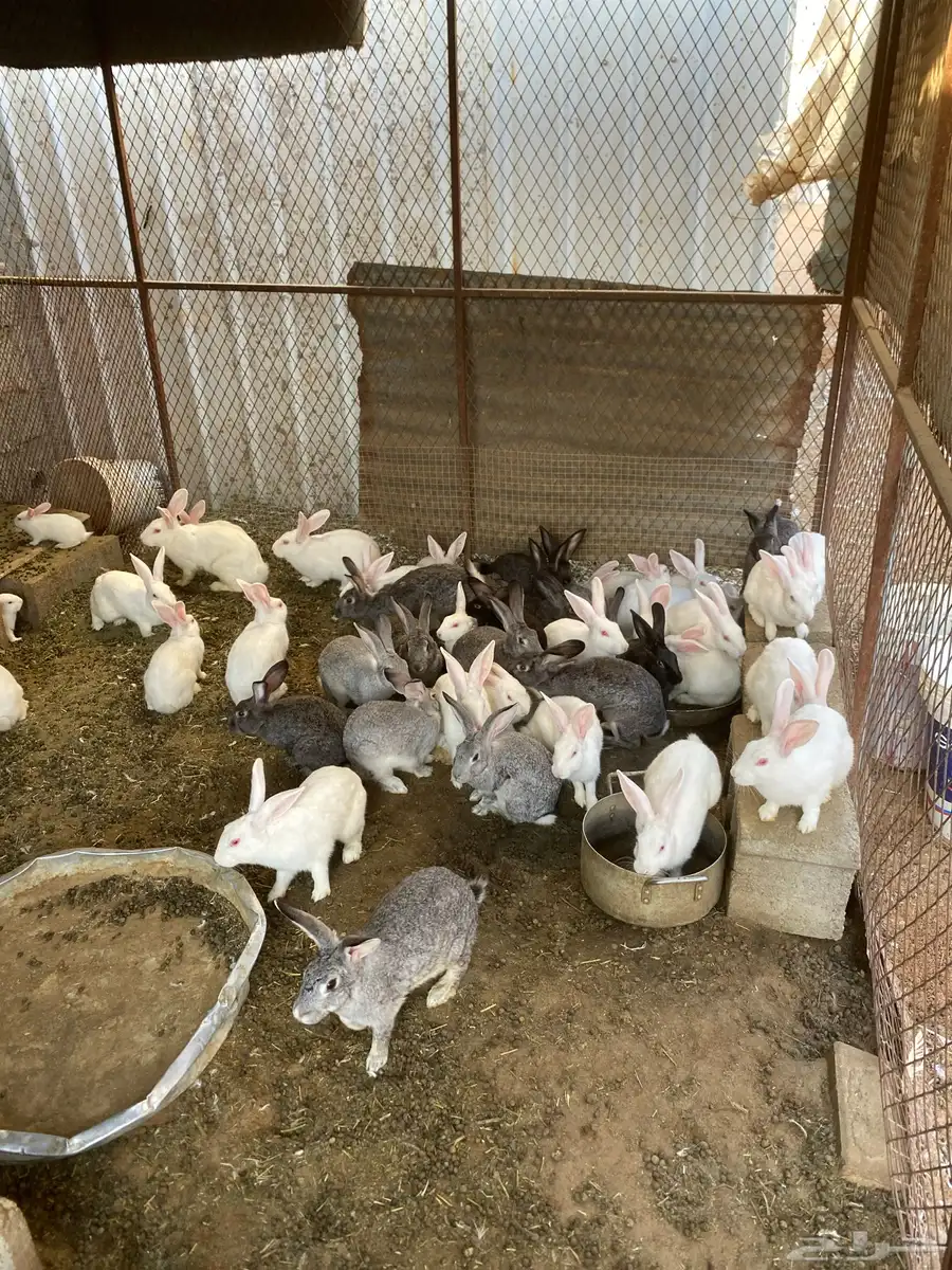 أرانب للبيع في صحة ممتازة جدا 2
