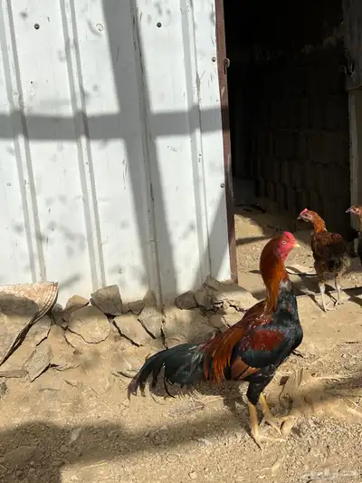 دجاج باكستاني 5