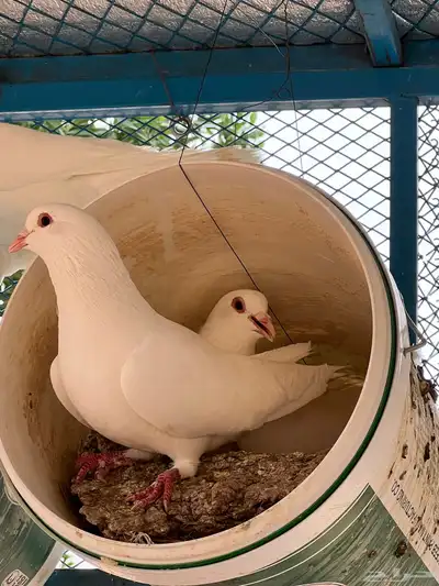 اجواز حمام جمله 2
