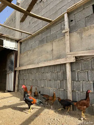 دجاج باكستاني 2
