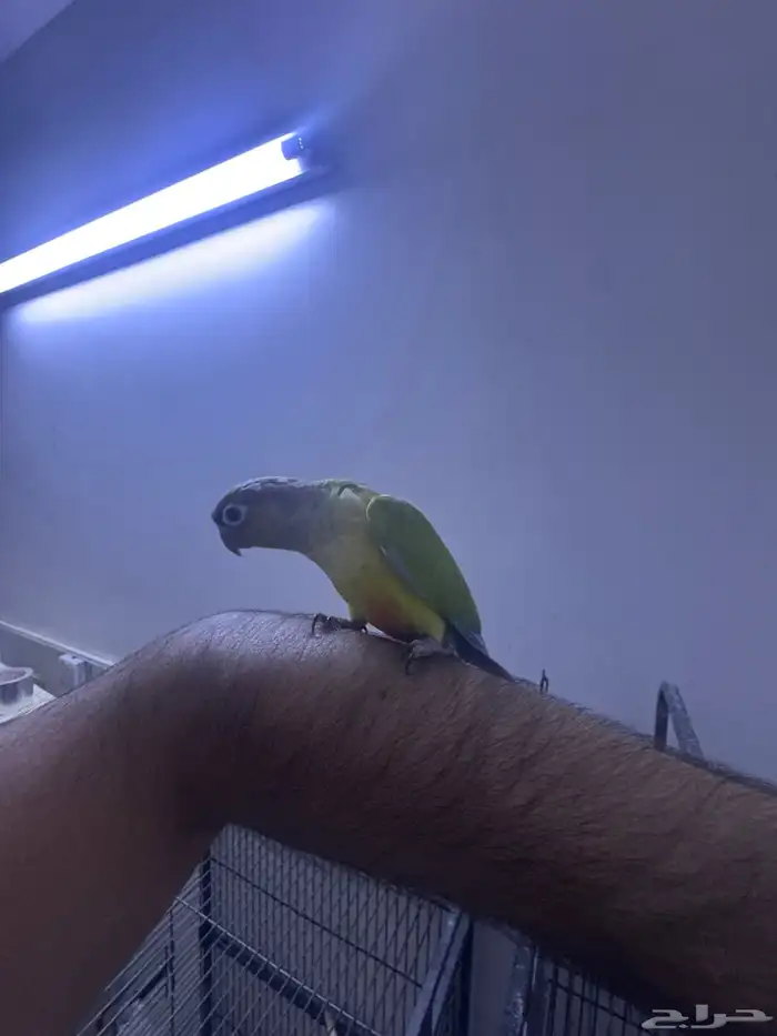 فرخ كنيور هدد. (تم البيع) 9