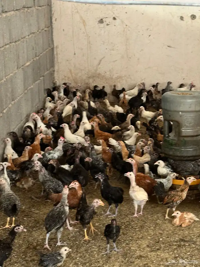 دجاج وفروخ وديوك 2