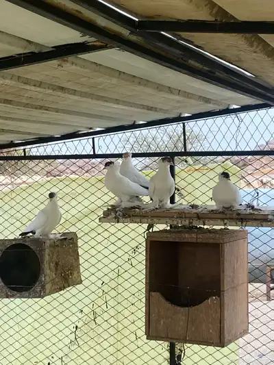 حمام لبيع 0