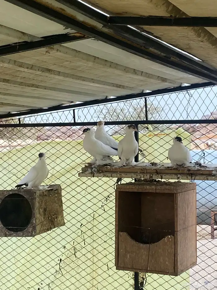 حمام لبيع 0