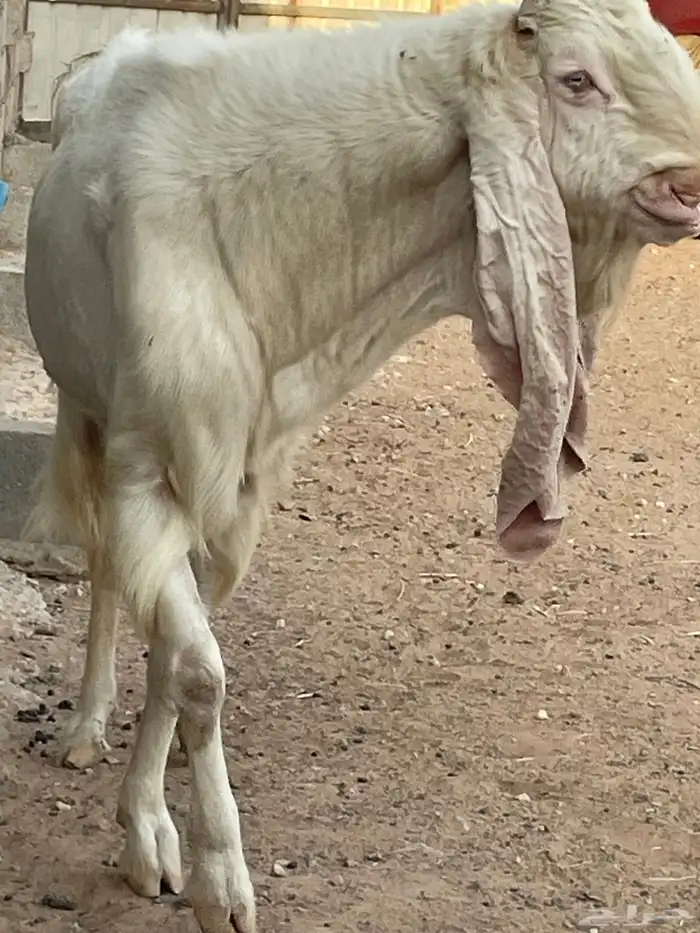 تيس هولندي 3